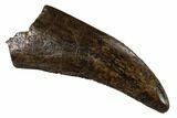 Serrated Tyrannosaur Tooth - Judith River Formation #149114-1